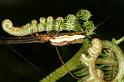Tetragnatha_montana_D6151_Z_88_Les Gris_Frankrijk